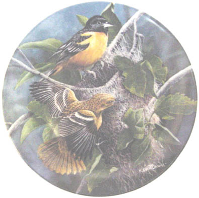 The Baltimore Oriole - by Kevin Daniel - Plate Front