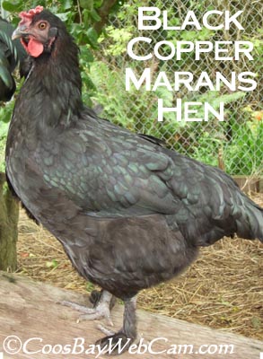 marans-copper-black-chicks-hot-porn-black
